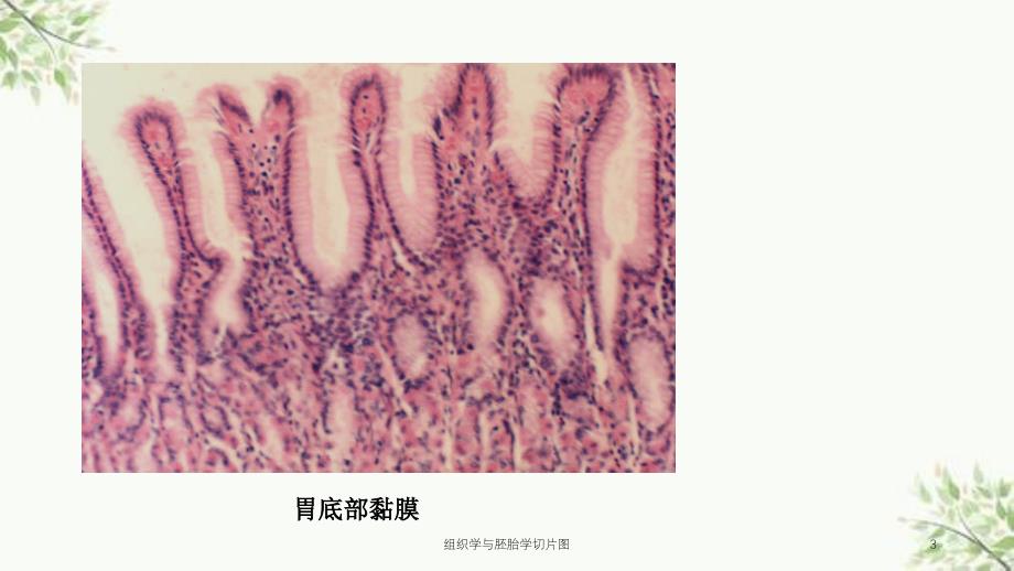 组织学与胚胎学切片图课件_第3页