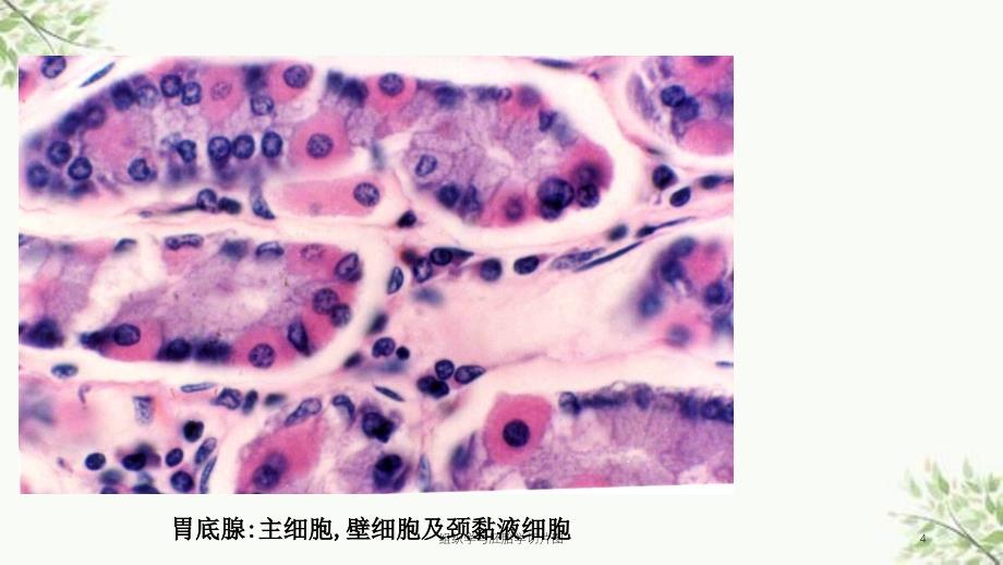 组织学与胚胎学切片图课件_第4页