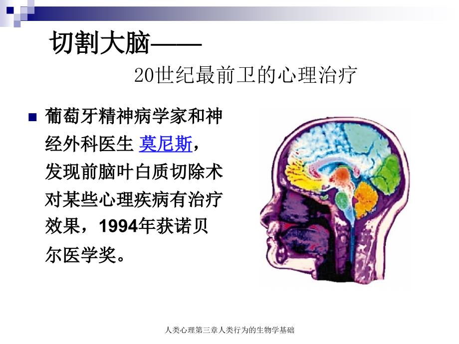 人类心理第三章人类行为的生物学基础课件_第2页