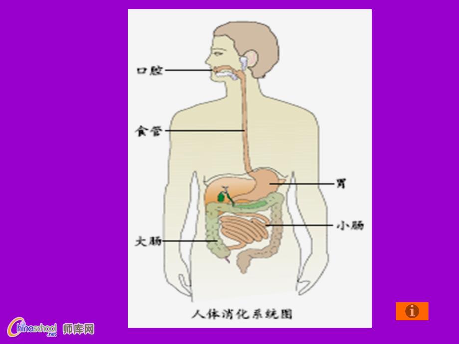 食物消化课件1_第2页