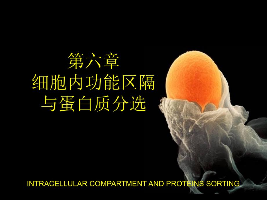 生物细胞：第六章内膜系统_第1页