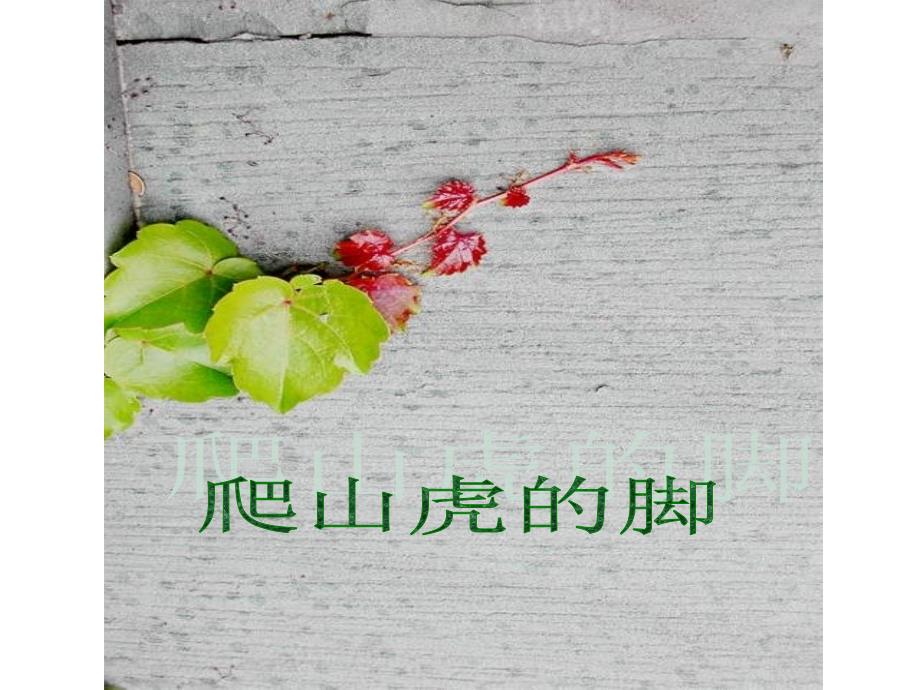 《爬山虎的脚》课件_第1页