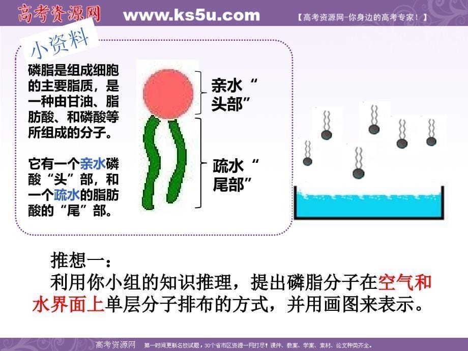 第四章第二节生物的流动镶嵌模型_第5页