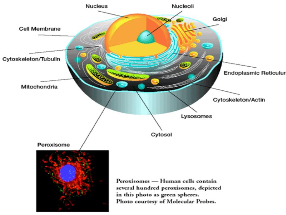 过氧化物酶体_第2页
