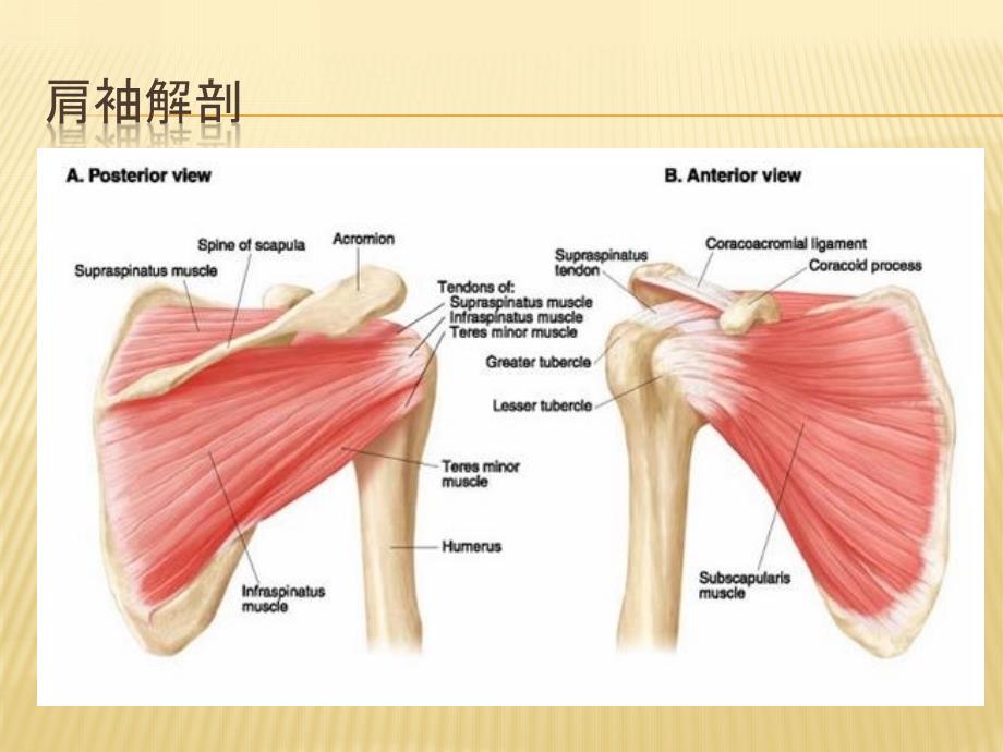 肩袖损伤的治疗_第3页