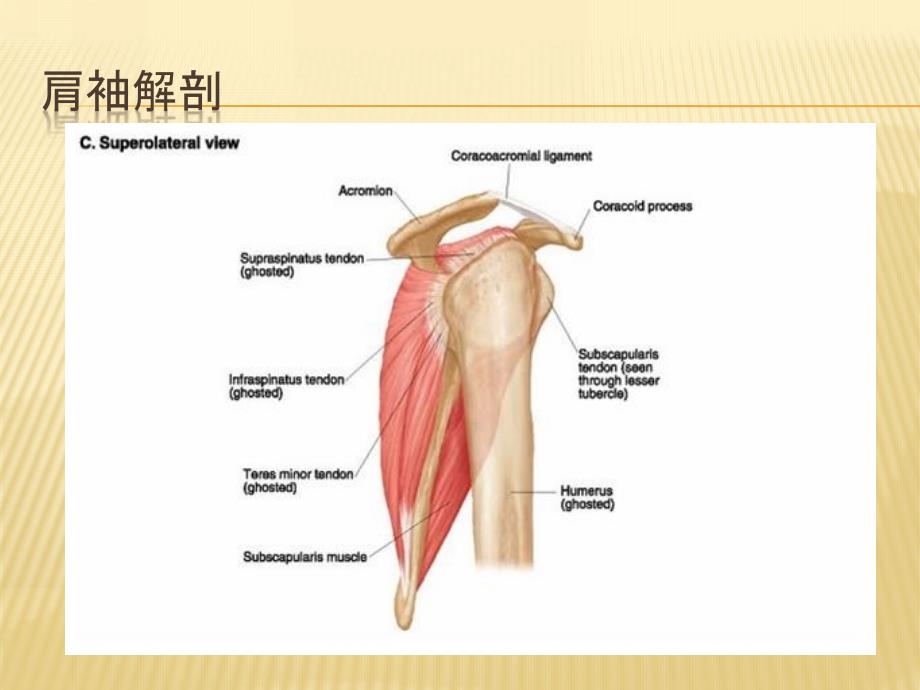 肩袖损伤的治疗_第4页