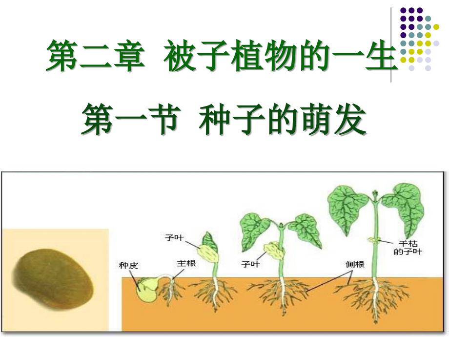 种子的萌发ppt_第1页