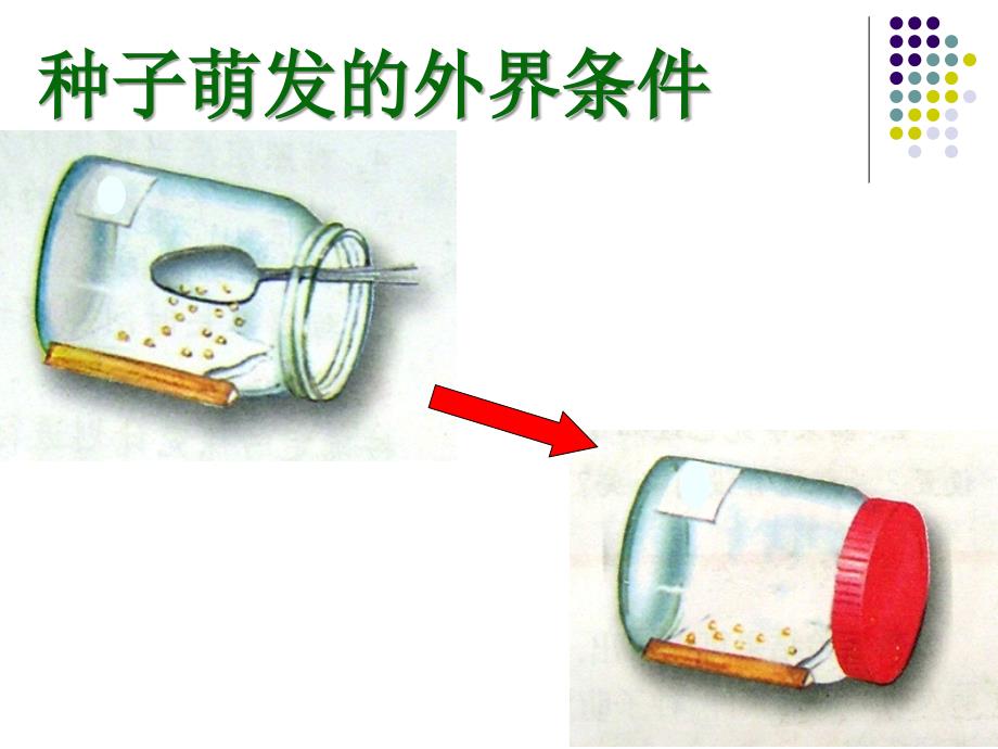 种子的萌发ppt_第3页