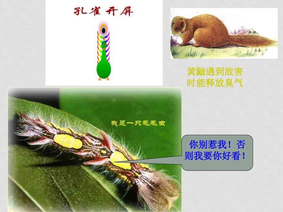 高中生物生态系统的信息传递 课件人教版必修3_第5页