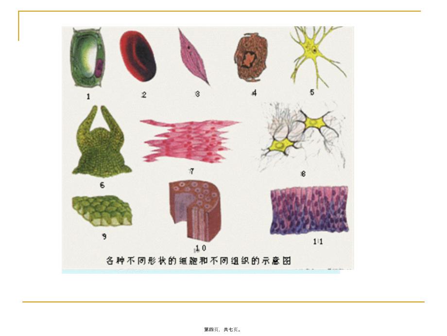 医学专题—细胞学-建立过程综述_第4页