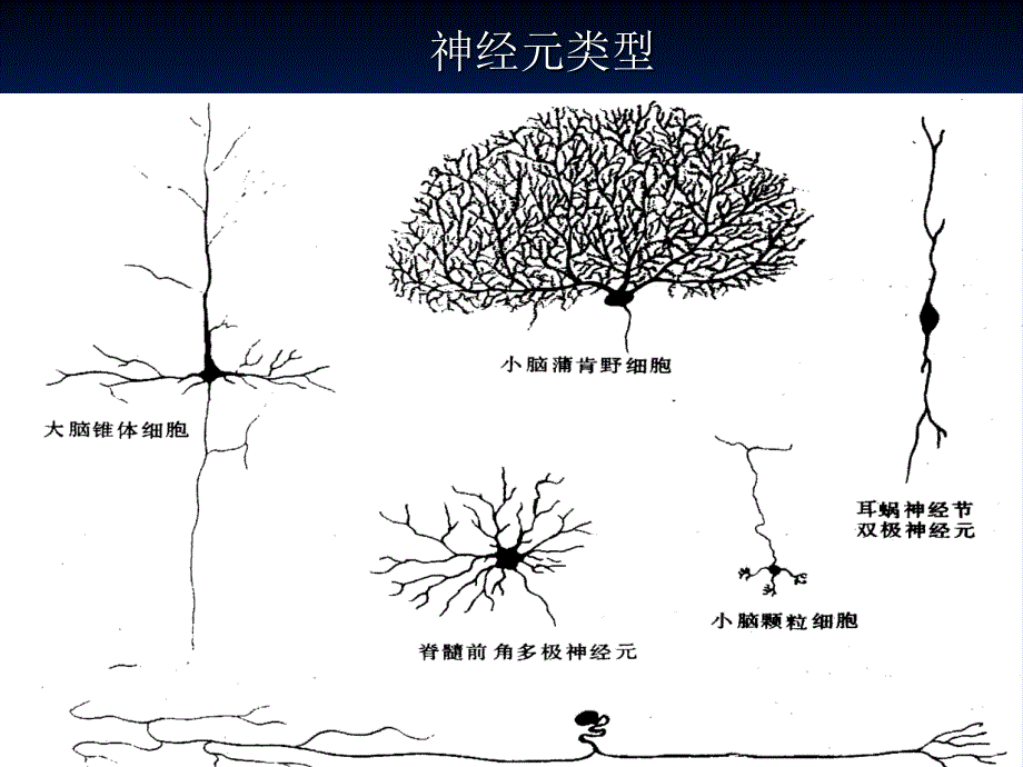 第一章神经系统_第4页