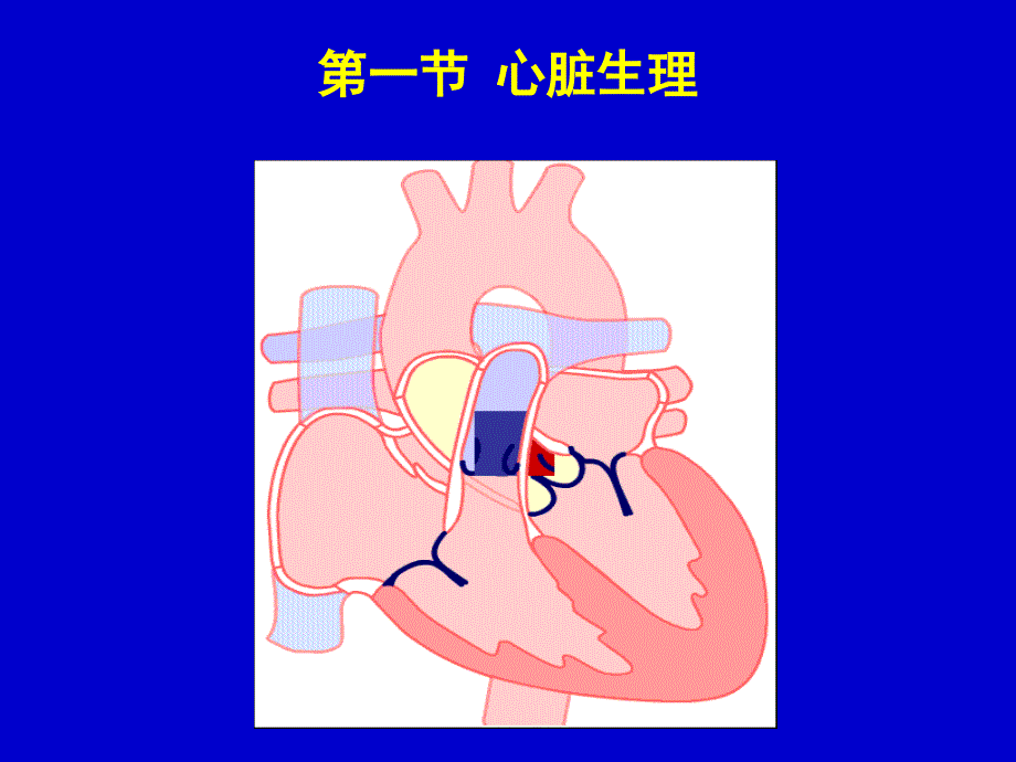 第九章-血液循环.课件_第2页