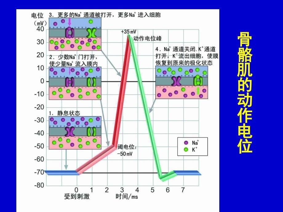 第九章-血液循环.课件_第5页