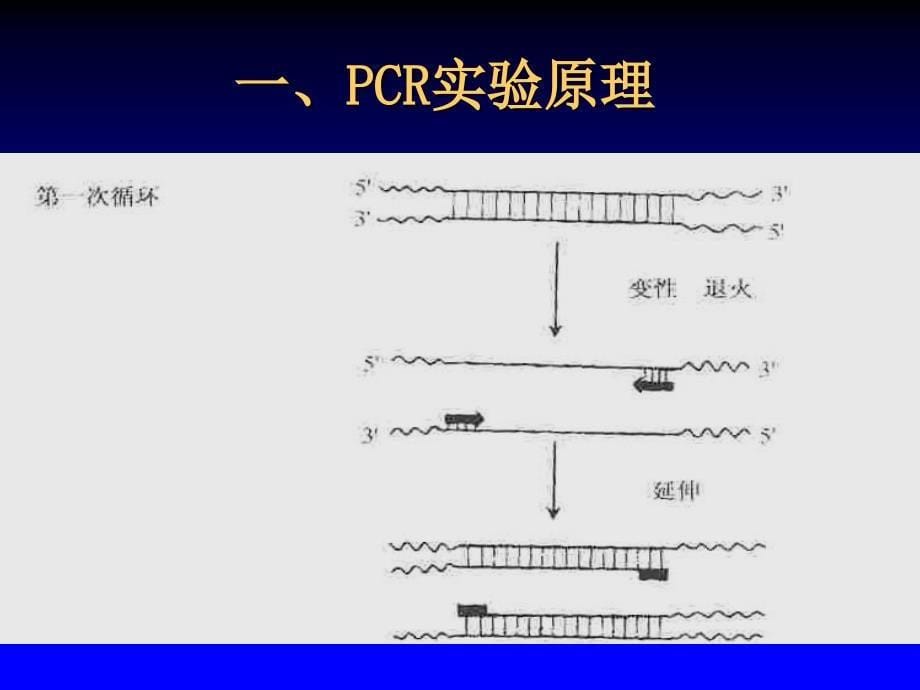 基因克隆及蛋白表达.ppt_第5页