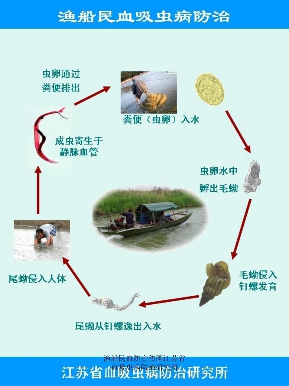 渔船民血防宣传画江苏省血吸虫病防治研究所课件_第5页