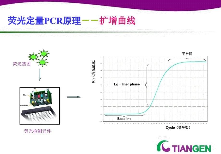 荧光定量PCR技术专题ppt参考课件_第5页