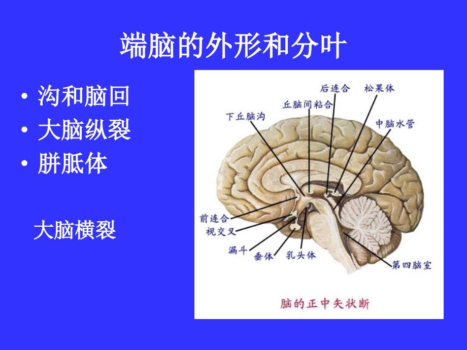 胼胝体下区终板旁回扣带回海马旁回海马结构海马齿状课件_第3页