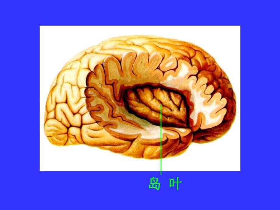 胼胝体下区终板旁回扣带回海马旁回海马结构海马齿状课件_第5页