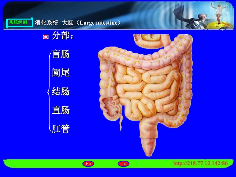 人体解剖消化系统大肠、消化腺PPT文档_第3页