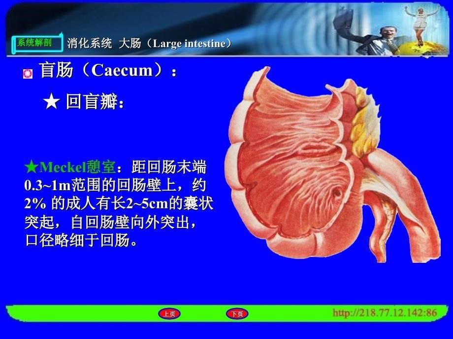 人体解剖消化系统大肠、消化腺PPT文档_第5页