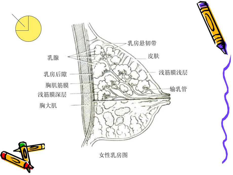 局解胸前区浅层解剖_第3页