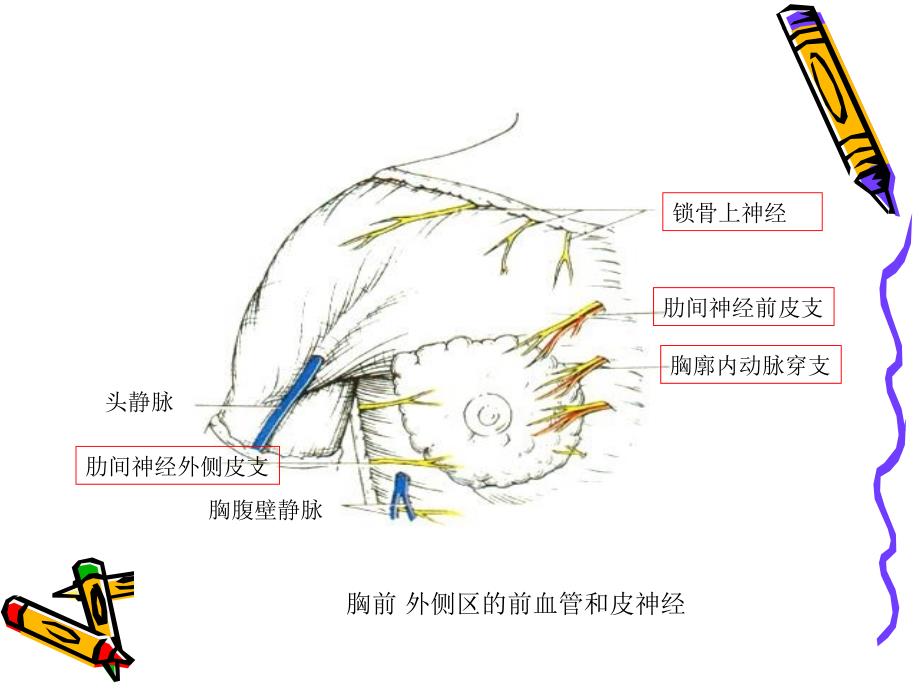 局解胸前区浅层解剖_第4页