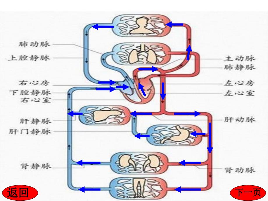 七年级生物物质运输的途径教学文案_第3页