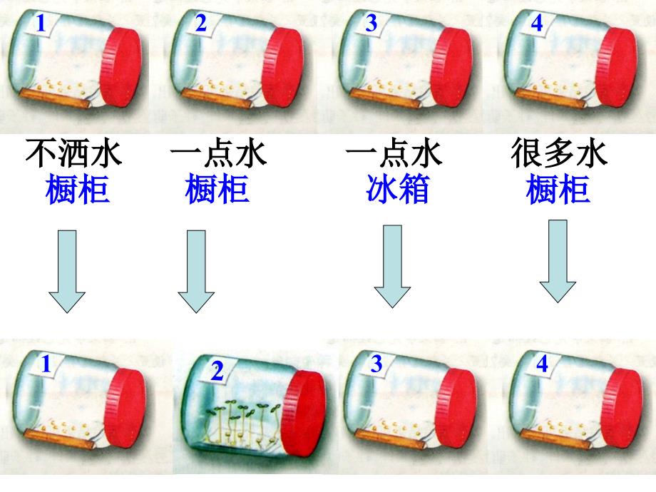 321种子的萌发2_第3页