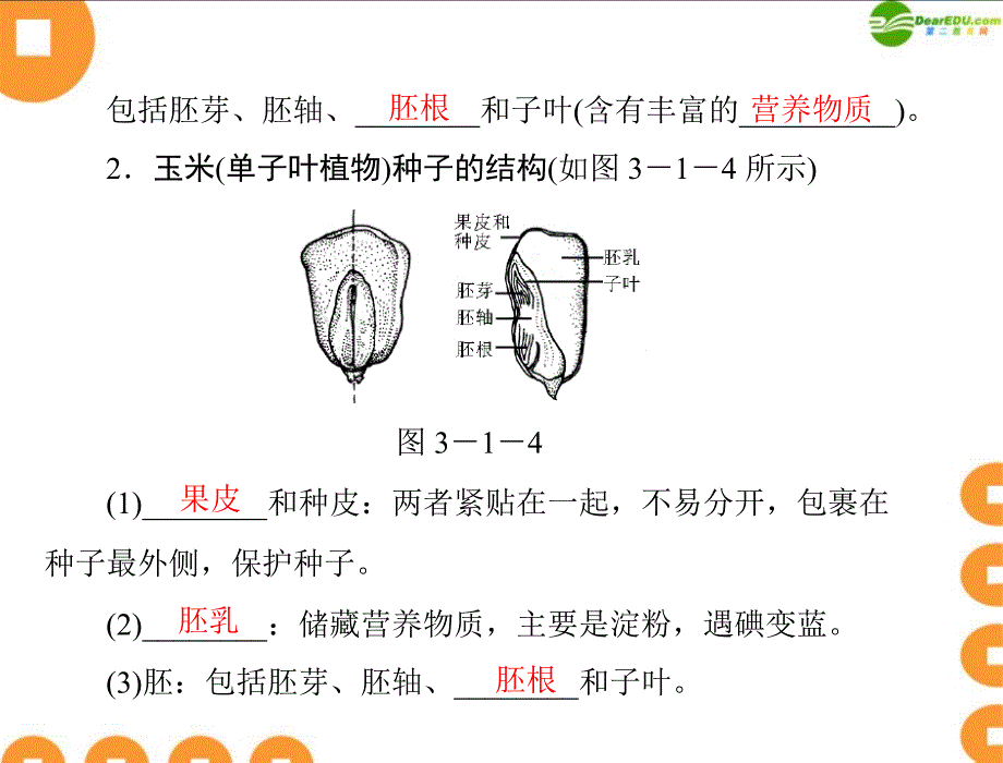 随堂优化训练七年级生物上册第三单元第一章第二节种子植物配套课件人教新课标版_第4页