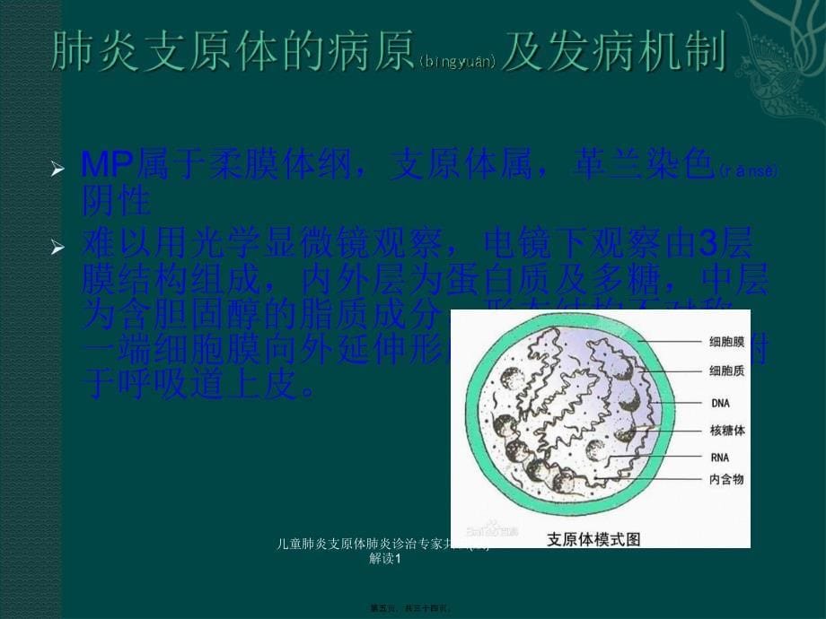 儿童肺炎支原体肺炎诊治专家共识版解读1课件_第5页