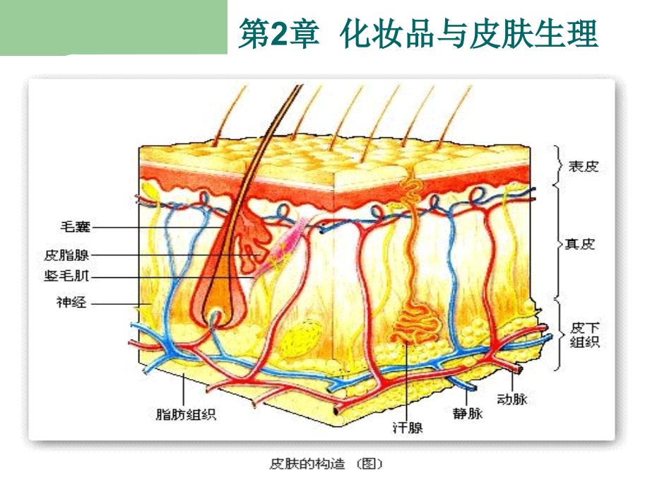 《化妆品与皮肤生理》PPT课件.ppt_第3页