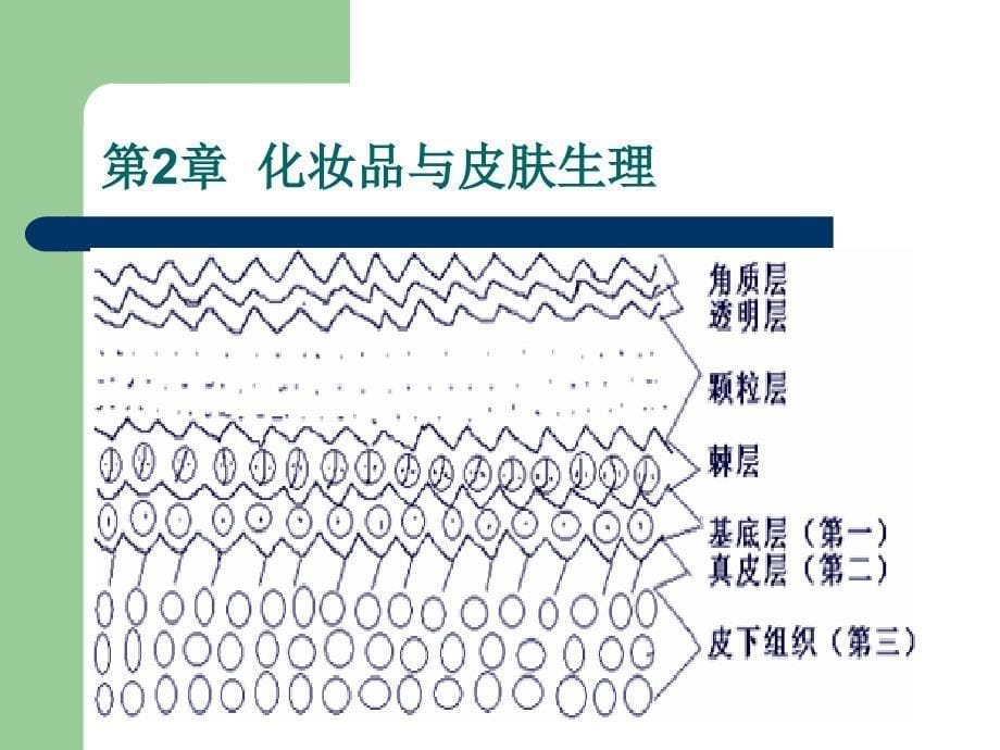 《化妆品与皮肤生理》PPT课件.ppt_第5页