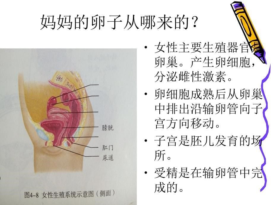 人的生殖自学篇_第5页