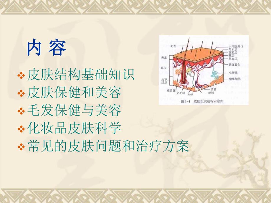 皮肤学与皮肤美容学课件第一讲_第4页