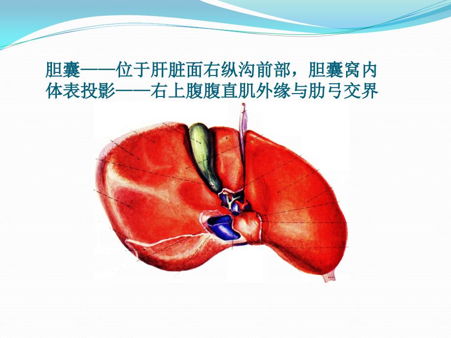 胆道疾病培训课件_第3页