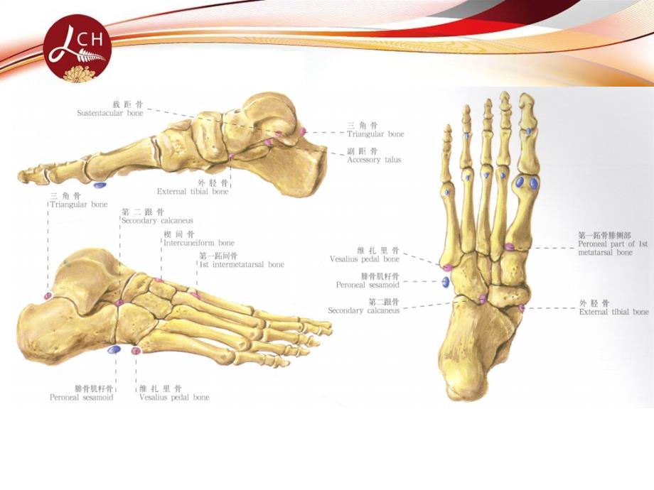 足部副骨与籽骨_第2页