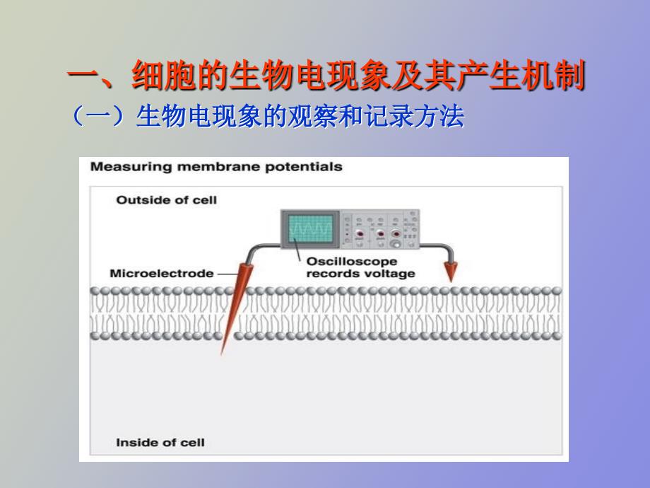 生理学细胞生理生物电肌收缩_第3页