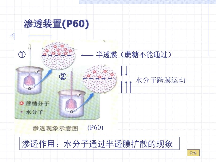 物质跨膜运输的实例.ppt_第2页