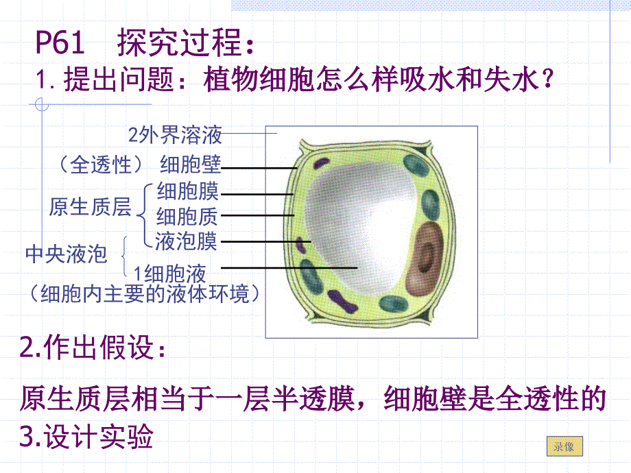 物质跨膜运输的实例.ppt_第4页