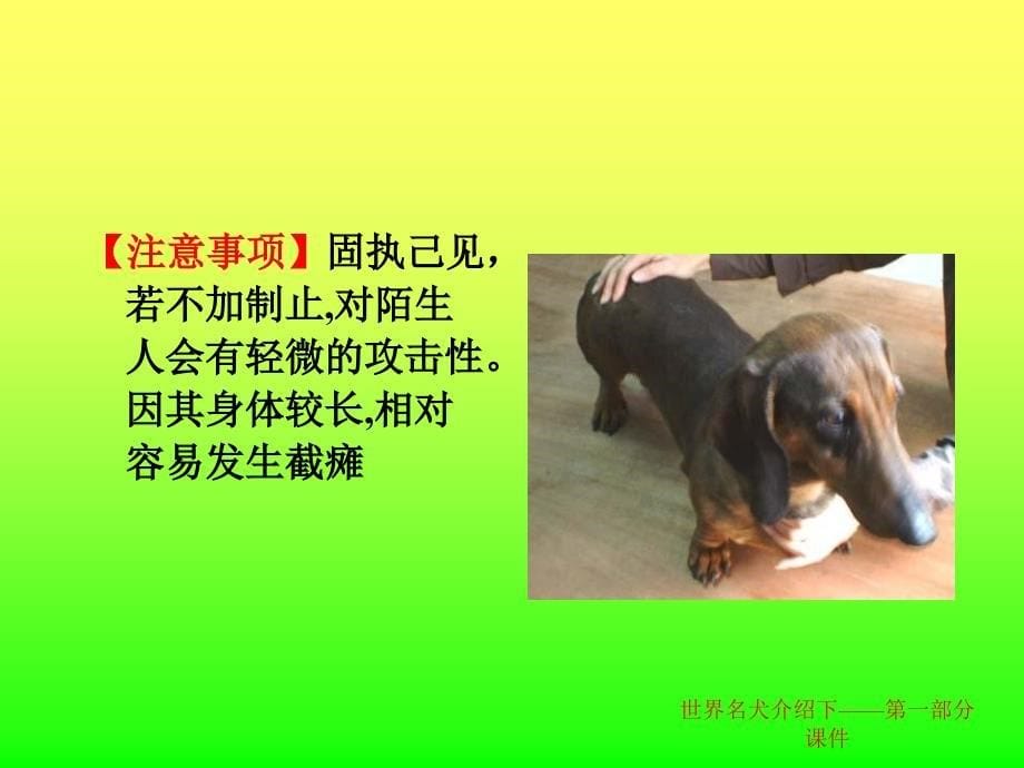 世界名犬介绍下第一部分课件_第5页