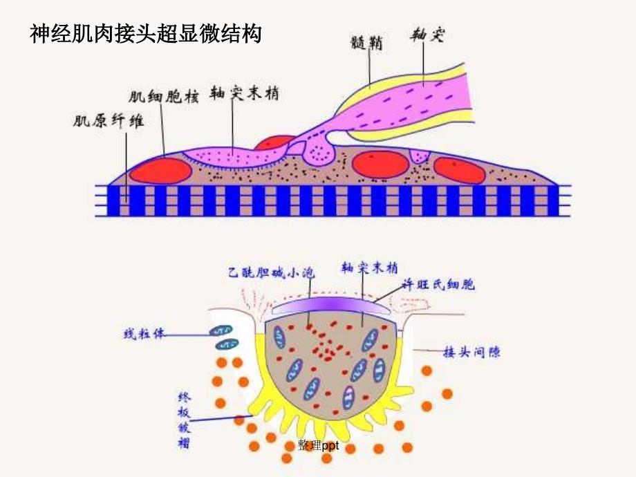 神经肌肉接头处的兴奋传递过程及其影响因素1_第2页