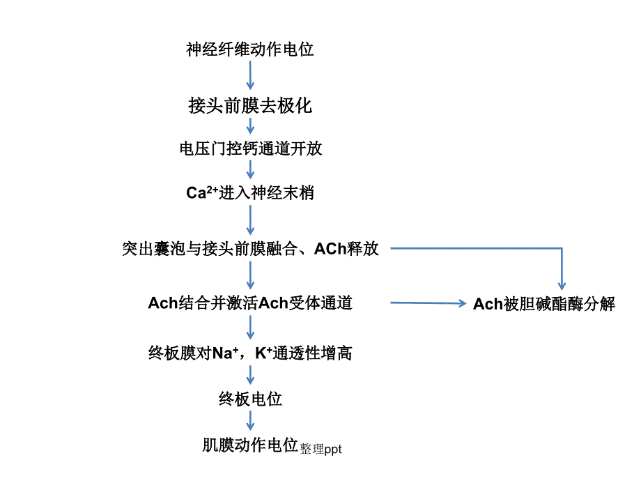 神经肌肉接头处的兴奋传递过程及其影响因素1_第4页