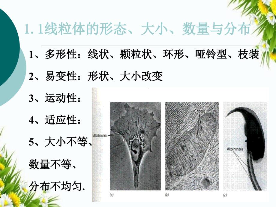 细胞能量转换器教辅_第3页