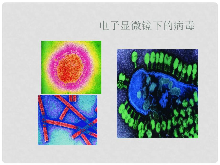 八年级生物下册 神奇的微生物（细菌和病毒）课件 苏教版_第4页