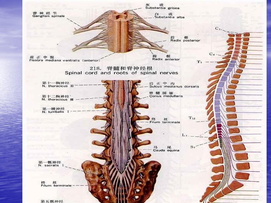 脊髓疾病解剖要点_第3页