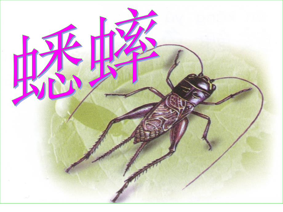 蟋蟀的住宅第一课时_第1页