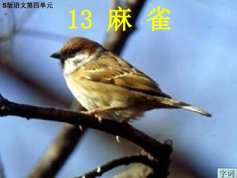 小学语文四年级上册麻雀ppt课件_第1页