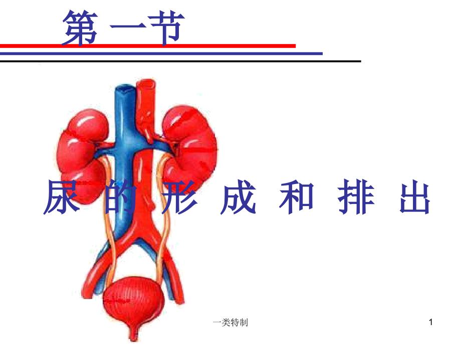 尿的形成和排出行业严选_第1页