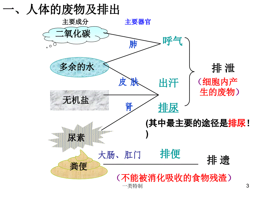 尿的形成和排出行业严选_第3页