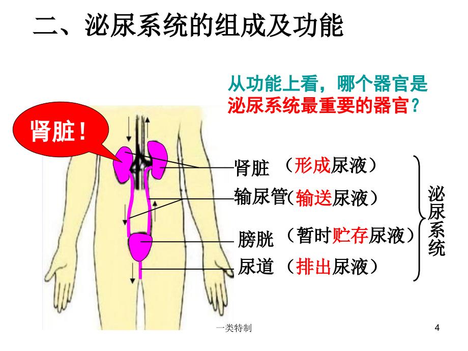 尿的形成和排出行业严选_第4页